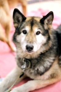 Ладуся шукає родину