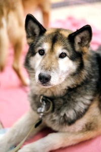 Ладуся шукає родину