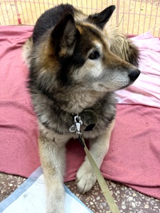 Ладуся шукає родину