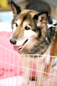 Ладуся шукає родину