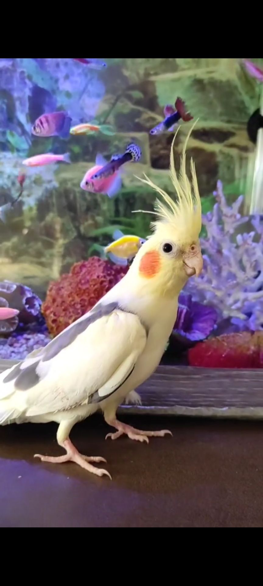 Шукаю дорослого співаючого самця корели (2-7 років)