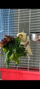 Шукаю дорослого співаючого самця корели (2-7 років)