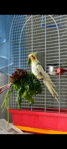 Шукаю дорослого співаючого самця корели (2-7 років)