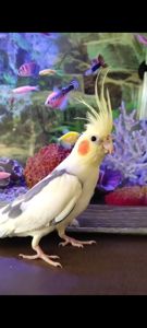 Шукаю дорослого співаючого самця корели (2-7 років)