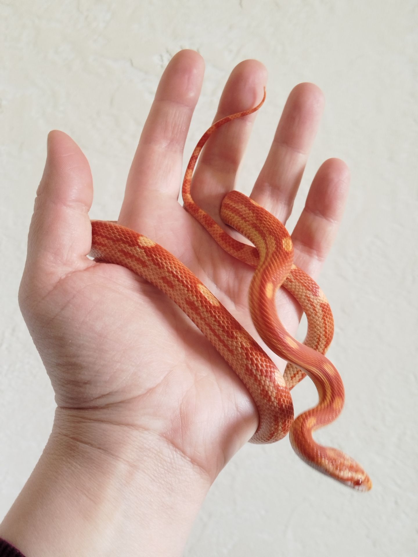 Маисовый полоз 🐍