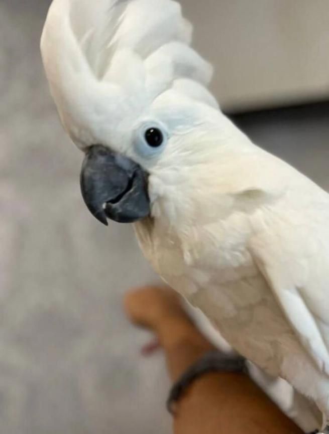 Какаду папуга малюк 3 місяці
