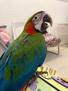 Неймовірний гарний та красивий папуга Ара