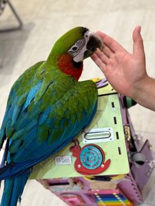 Неймовірний гарний та красивий папуга Ара