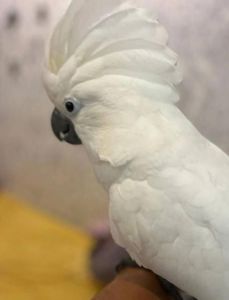 Какаду папуга малюк 3 місяці