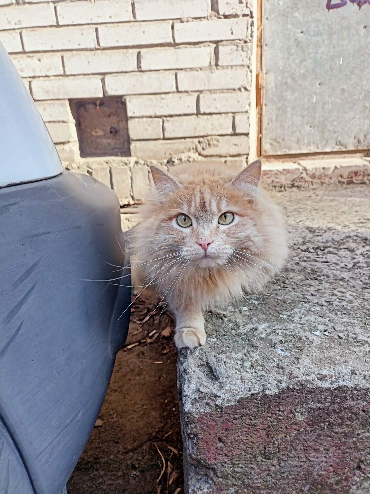 Дім бувшедомашній