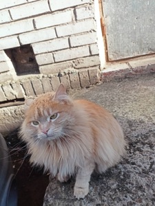 Дім бувшедомашній