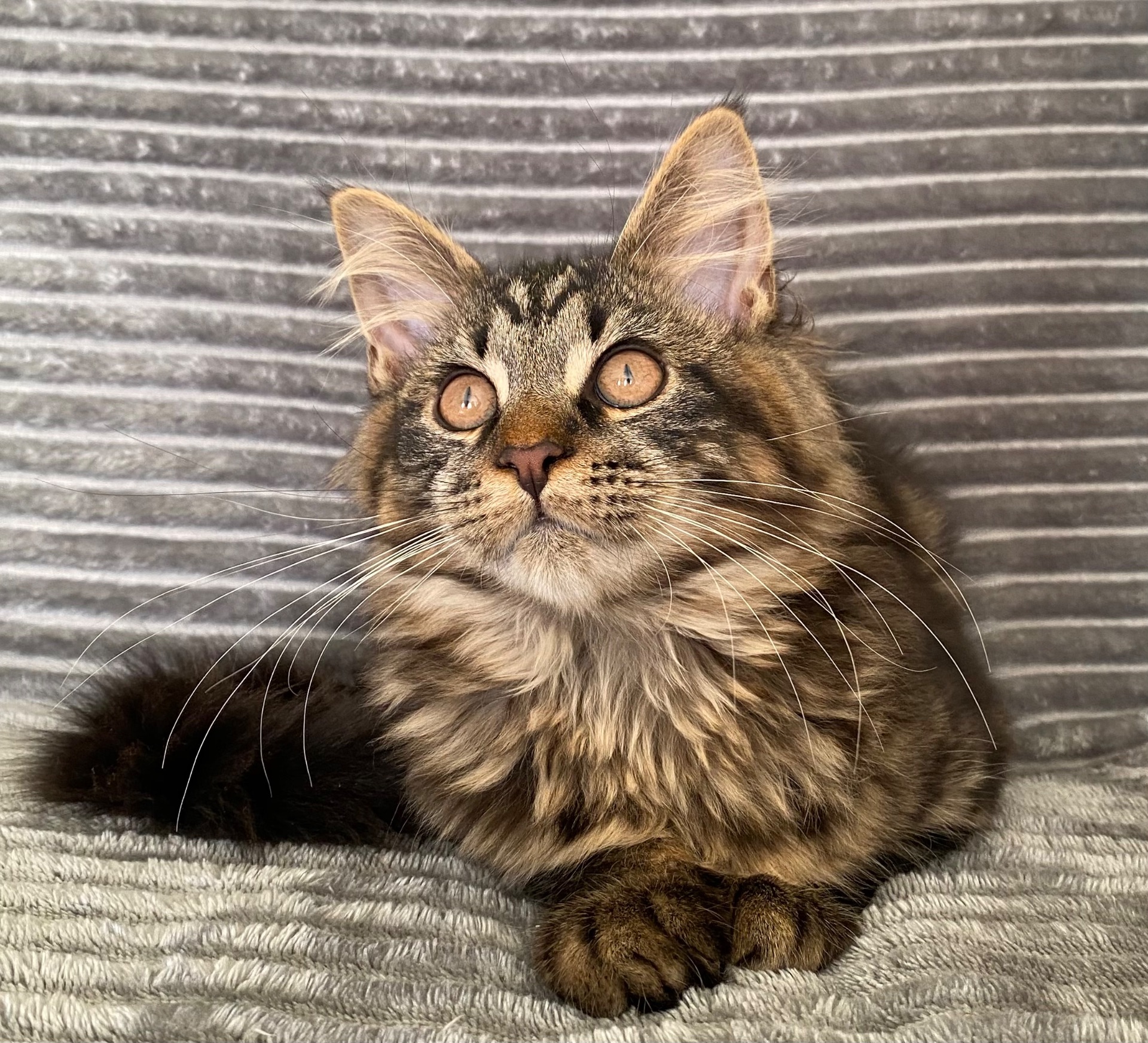 Мейн-кун сыночка-корзиночка