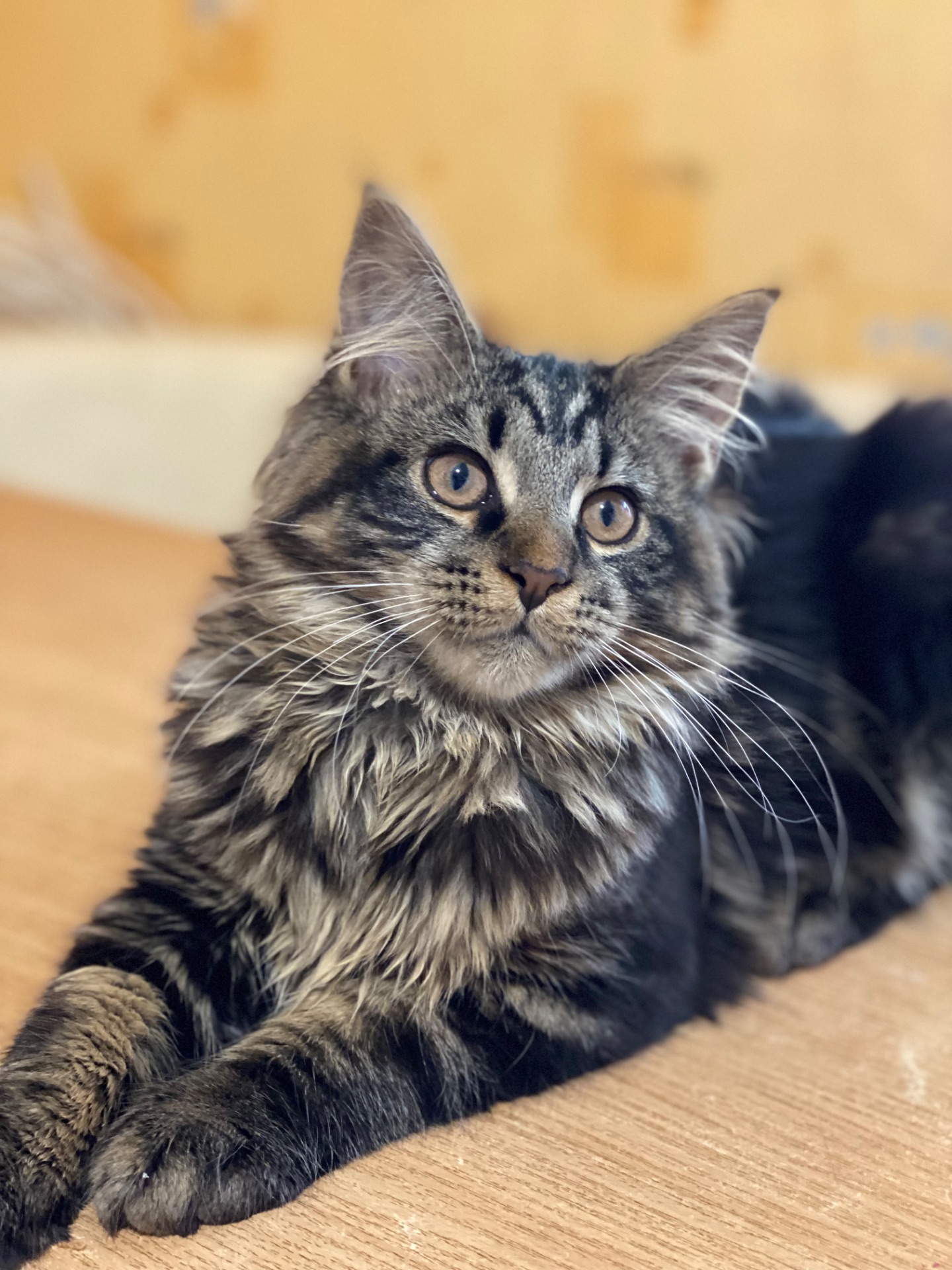 Мейн-кун сыночка-корзиночка