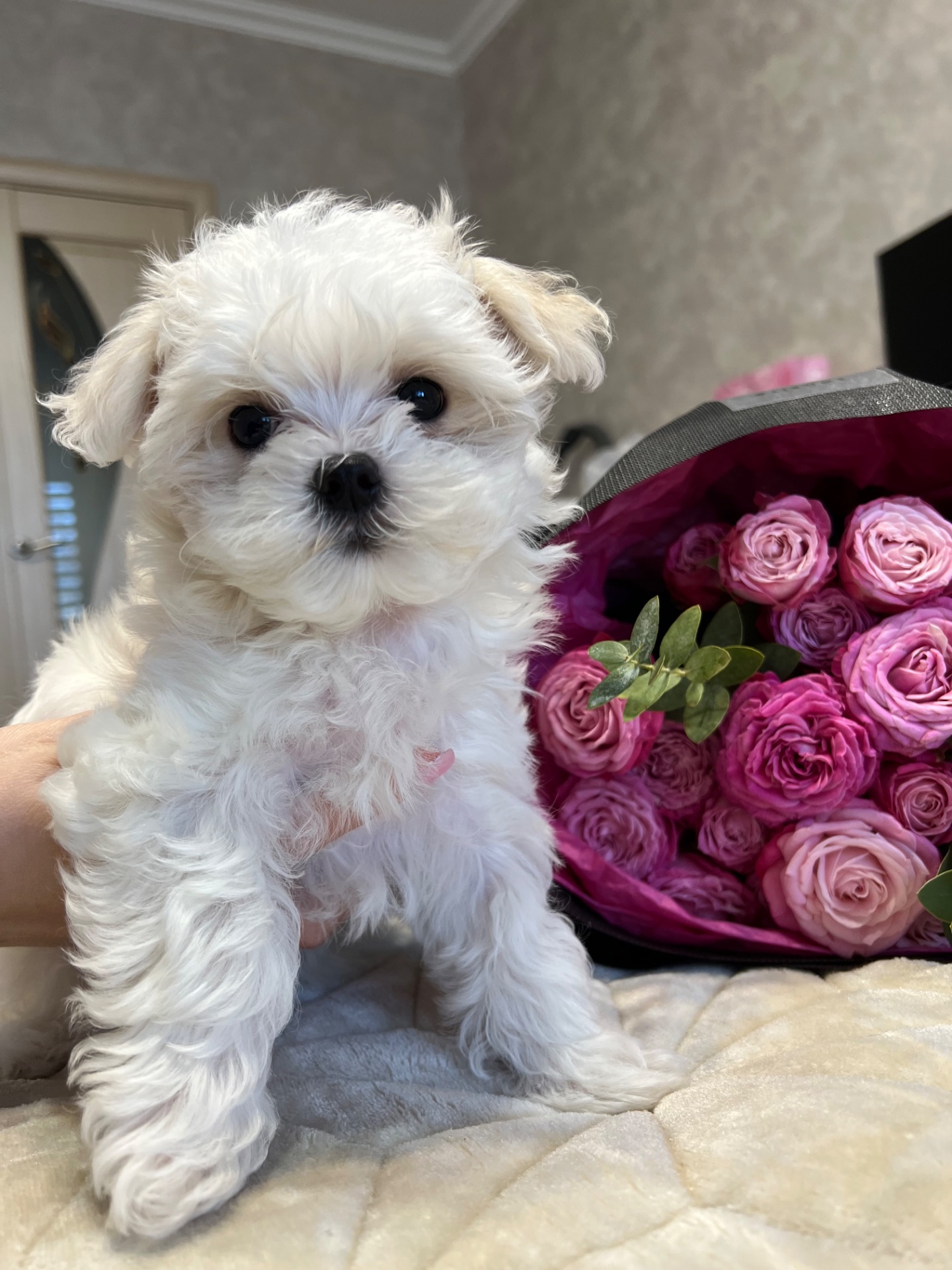 Дівчинка мальтійської болонки