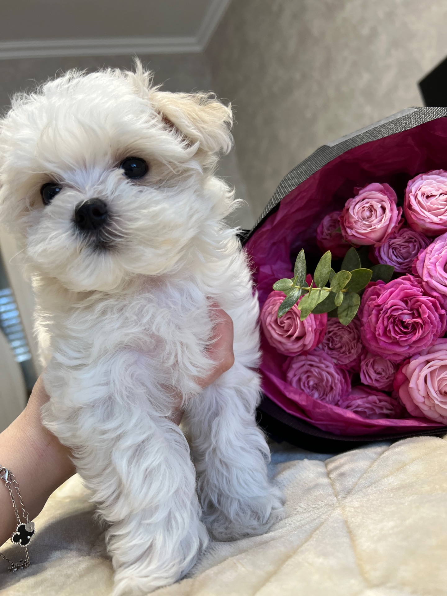 Дівчинка мальтійської болонки