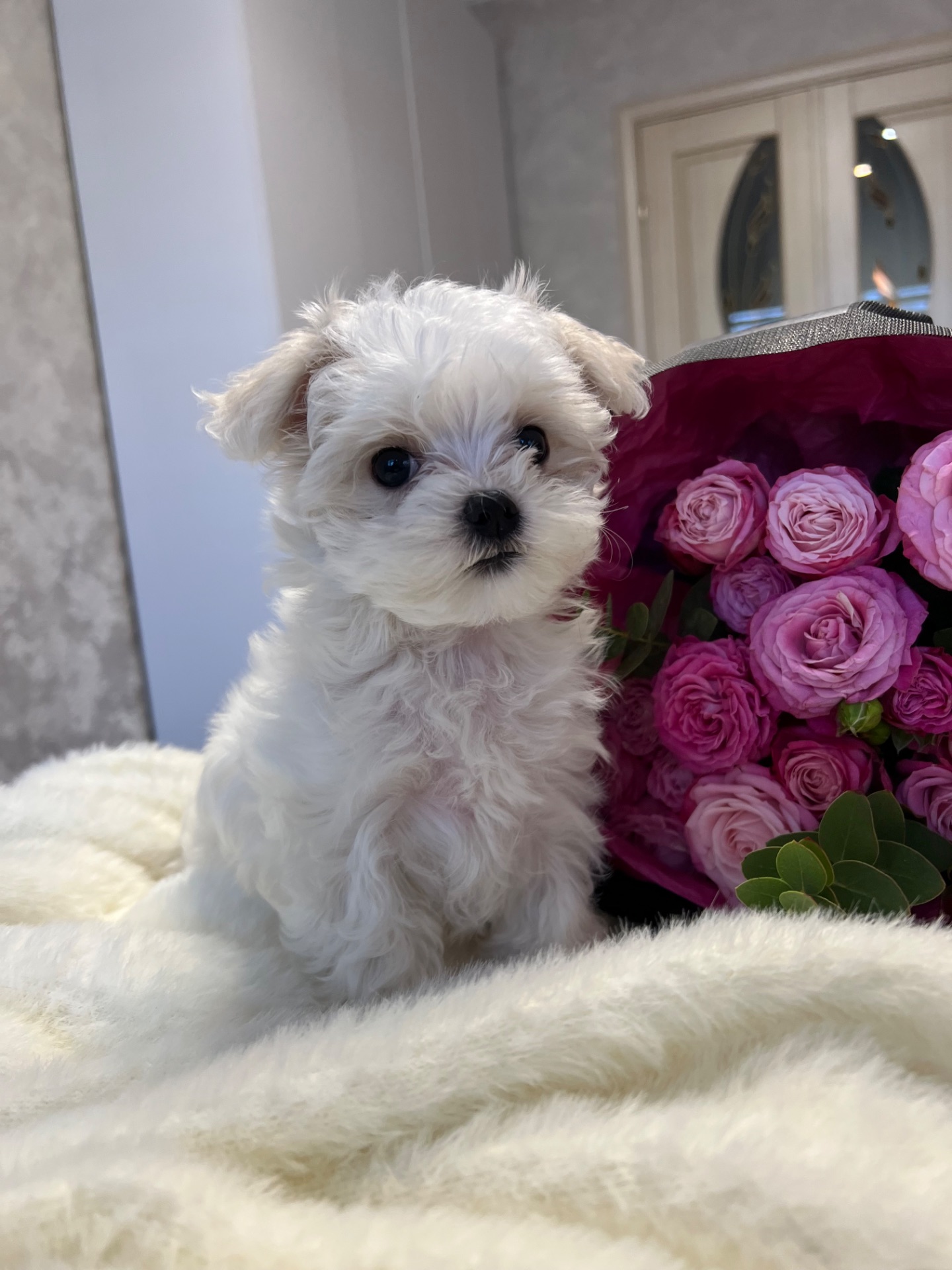 Дівчинка мальтійської болонки