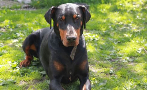 Молодий чистокровний доберман