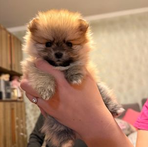 Цуценята шпіц