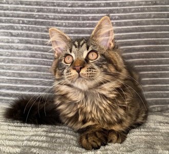 Мейн-кун сыночка-корзиночка