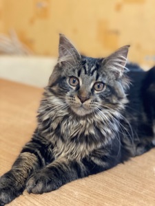 Мейн-кун сыночка-корзиночка