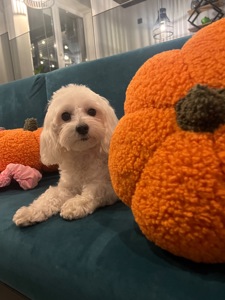 Дівчинка мальтійської болонки