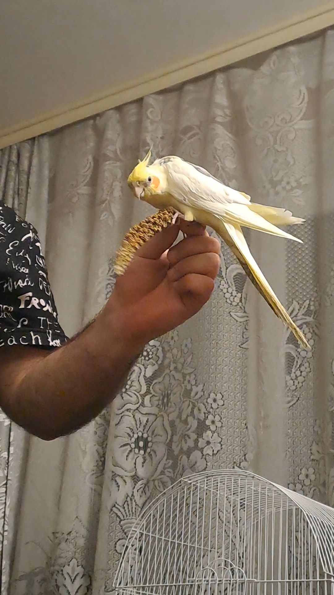 СРОЧНО! Продам попугая корелла