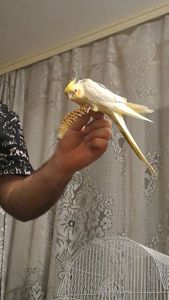 СРОЧНО! Продам попугая корелла