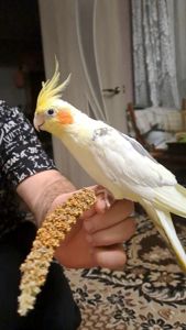 СРОЧНО! Продам попугая корелла