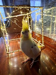 СРОЧНО! Продам попугая корелла