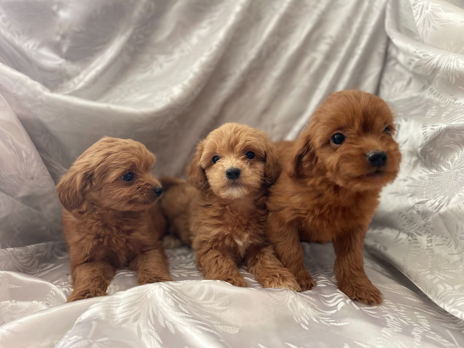 Щенята мальтіпу хлопчики