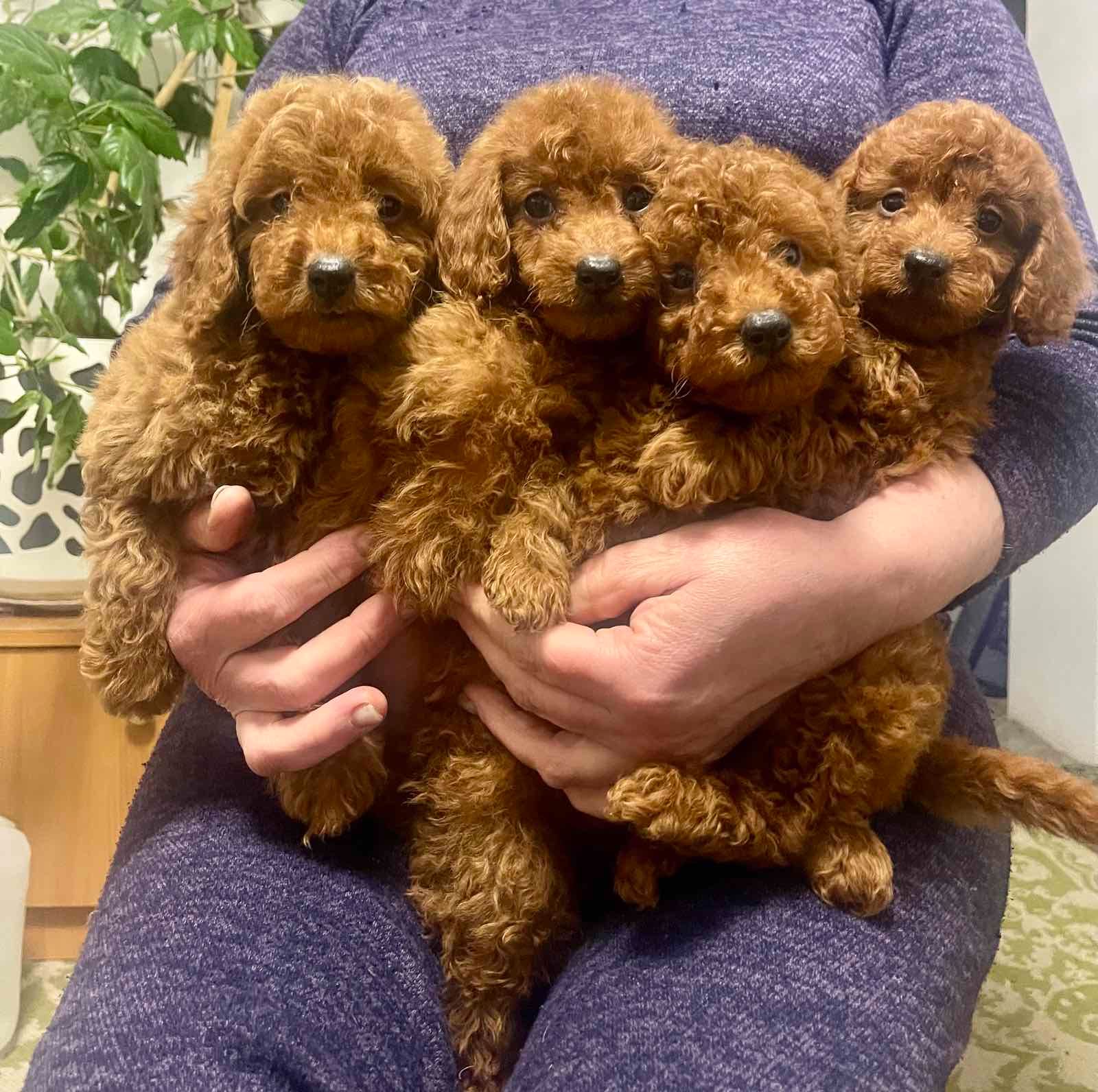 Щенята той пуделя