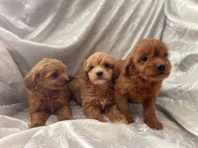 Щенята мальтіпу хлопчики