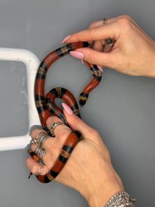 Красная змея, молочная змея гондурасская, полосата змія