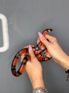 Красная змея, молочная змея гондурасская, полосата змія