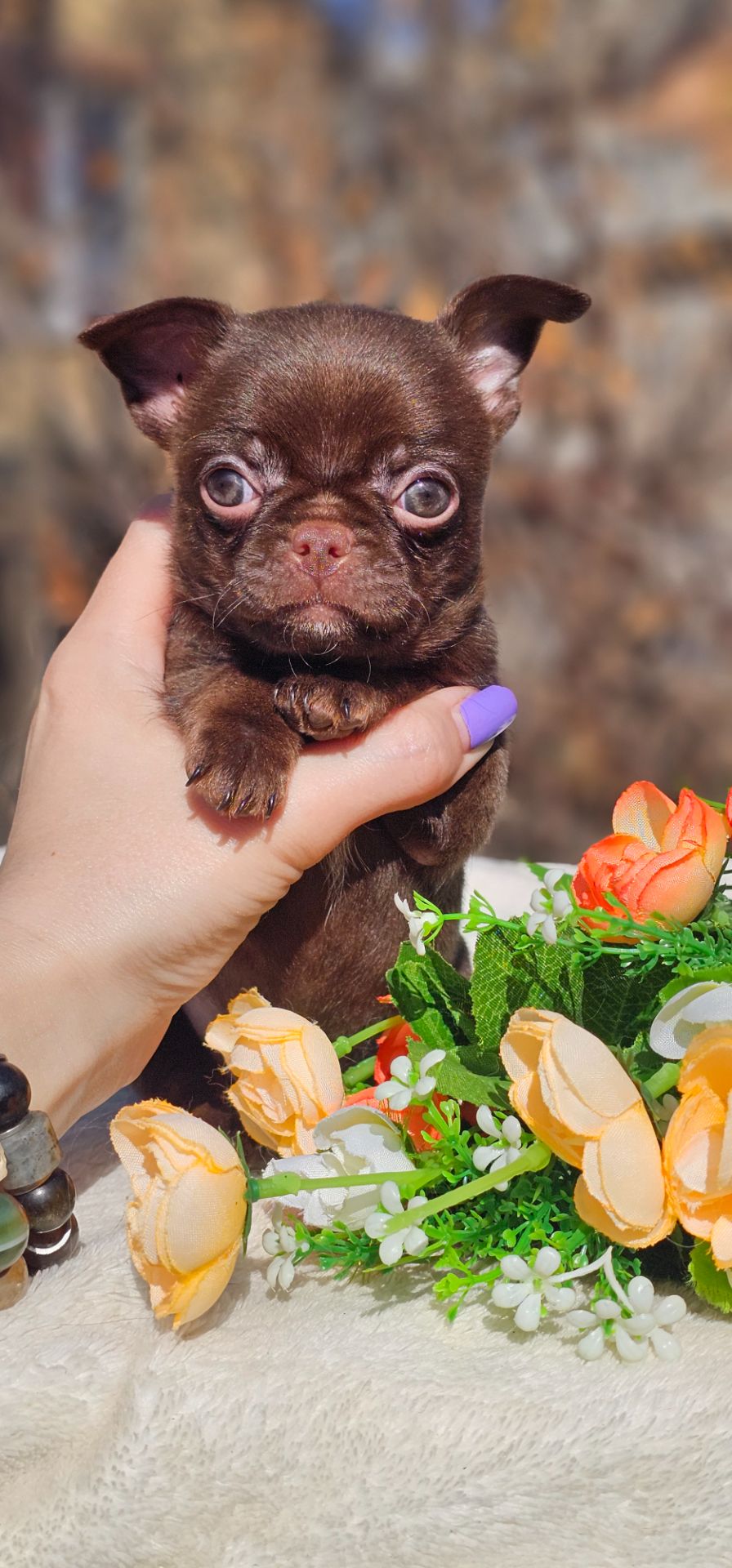 Мальчик чихуахуа КСУ