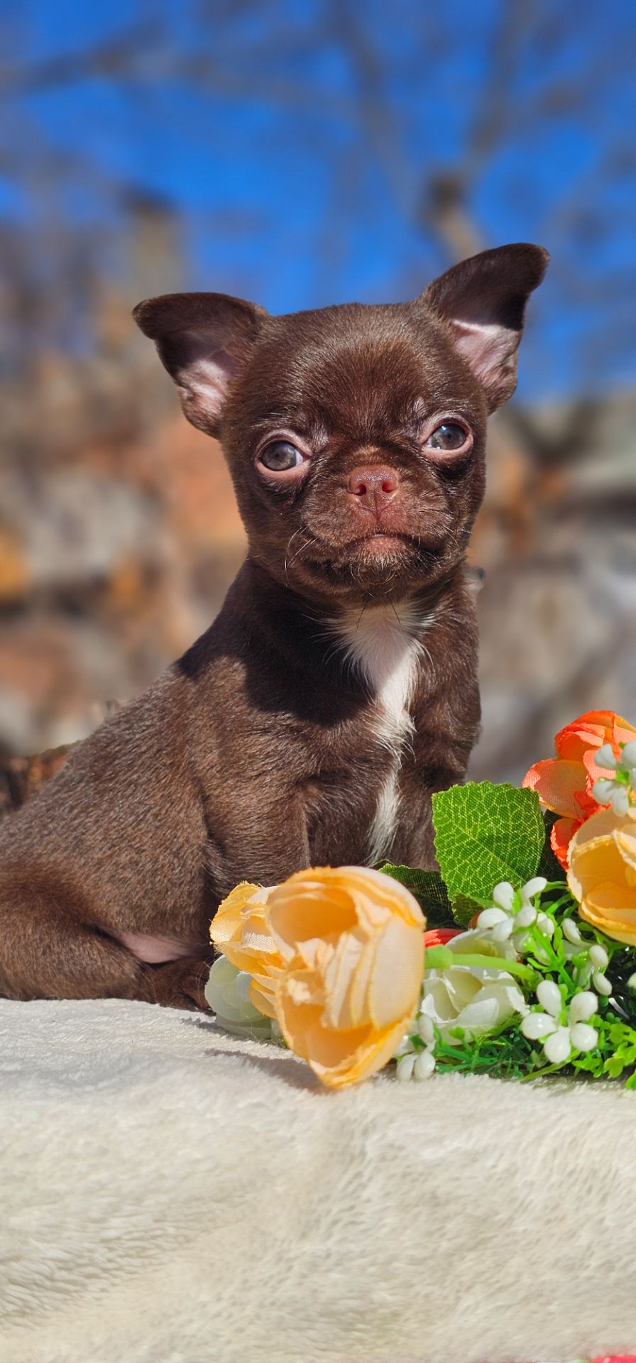 Мальчик чихуахуа КСУ