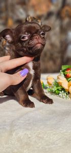 Мальчик чихуахуа КСУ