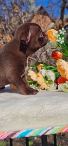 Мальчик чихуахуа КСУ