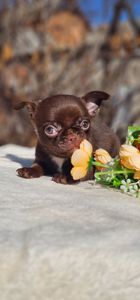 Мальчик чихуахуа КСУ