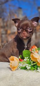 Мальчик чихуахуа КСУ