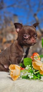 Мальчик чихуахуа КСУ