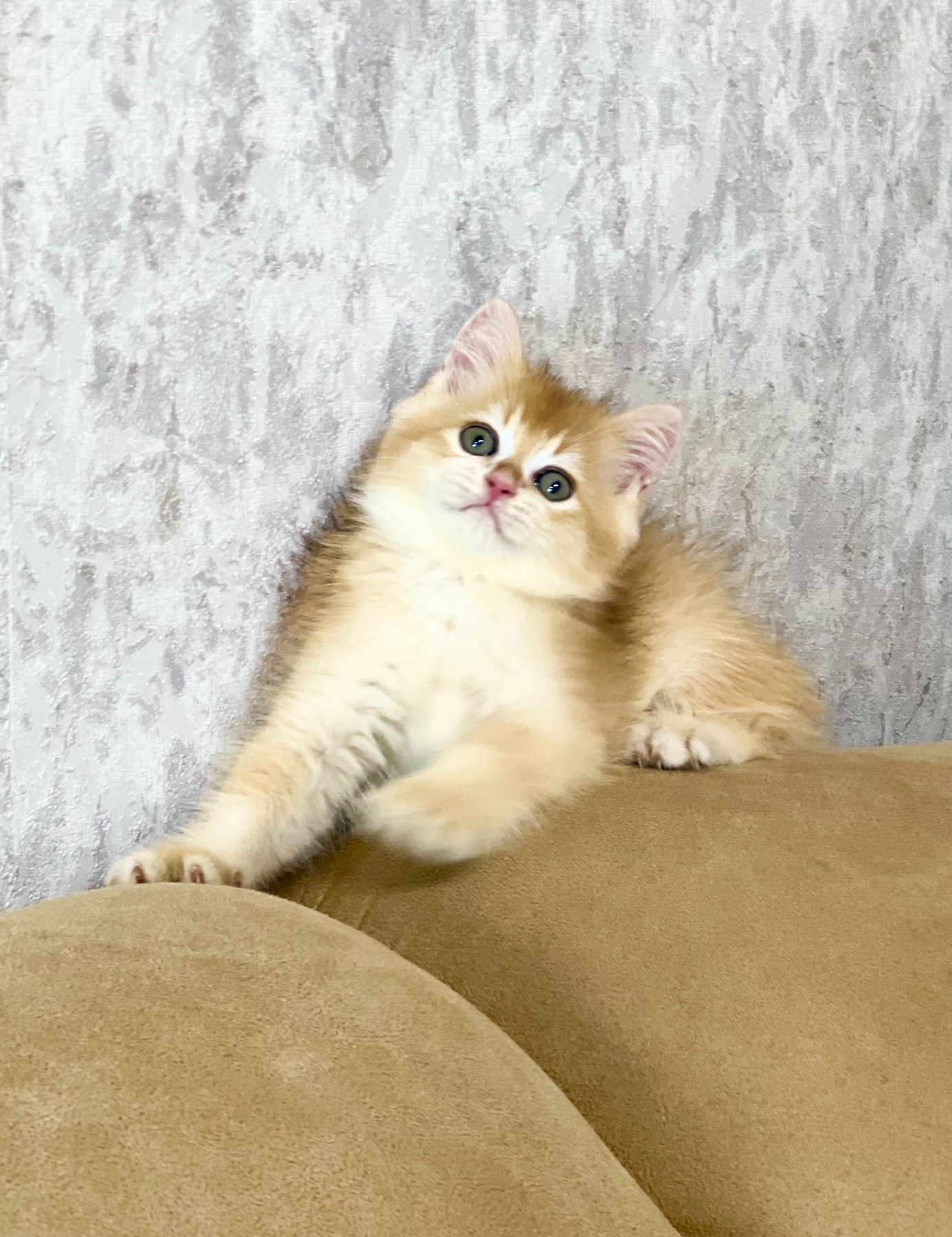 Британська золота шиншилла