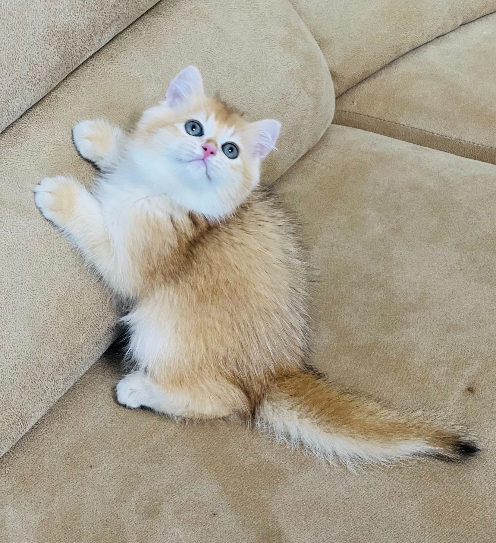 Британська золота шиншилла