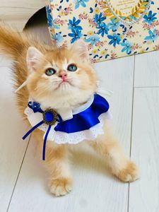 Британська золота шиншилла