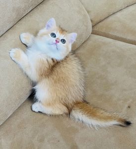 Британська золота шиншилла