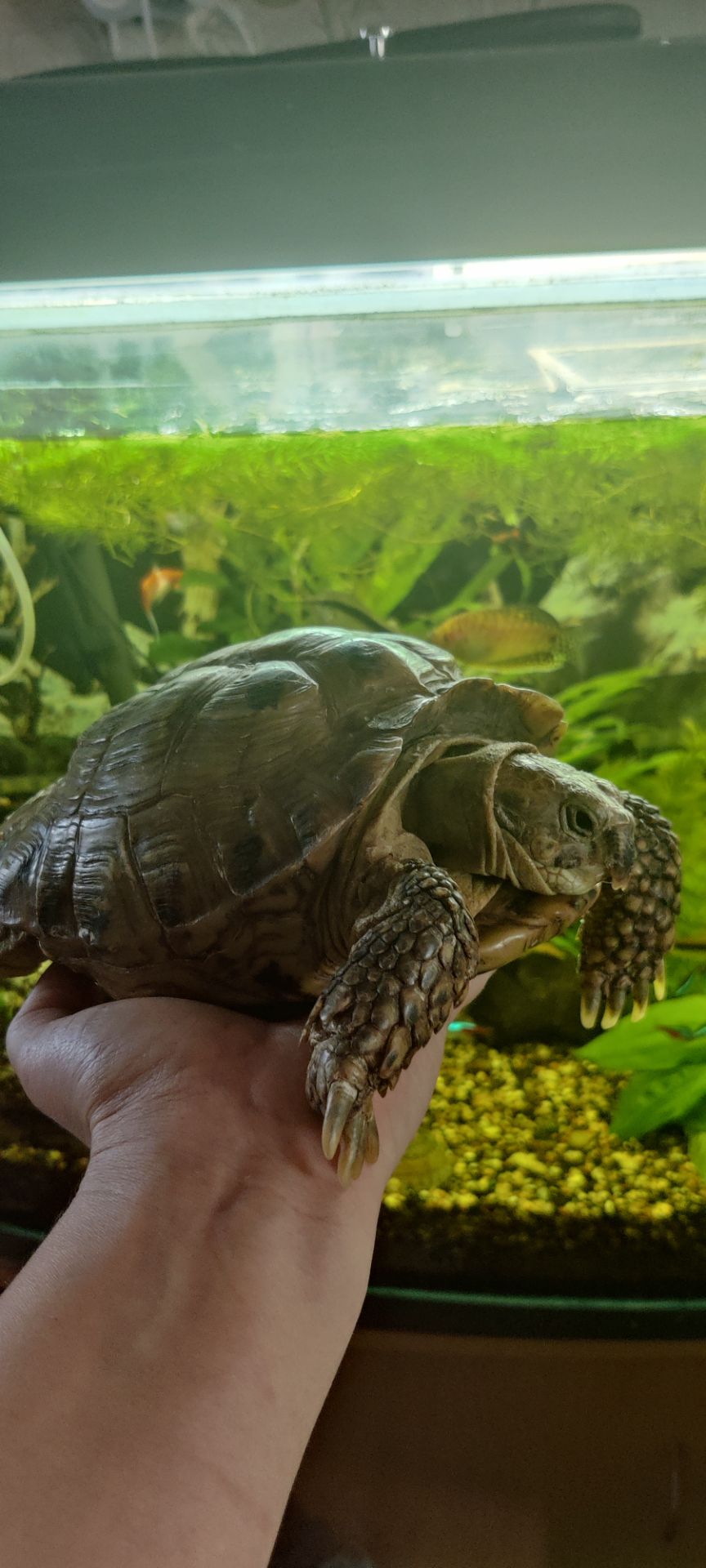Доросла середньоазіатська черепаха