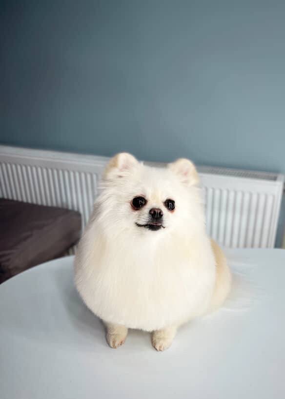 Отдаю собачку в хорошие руки