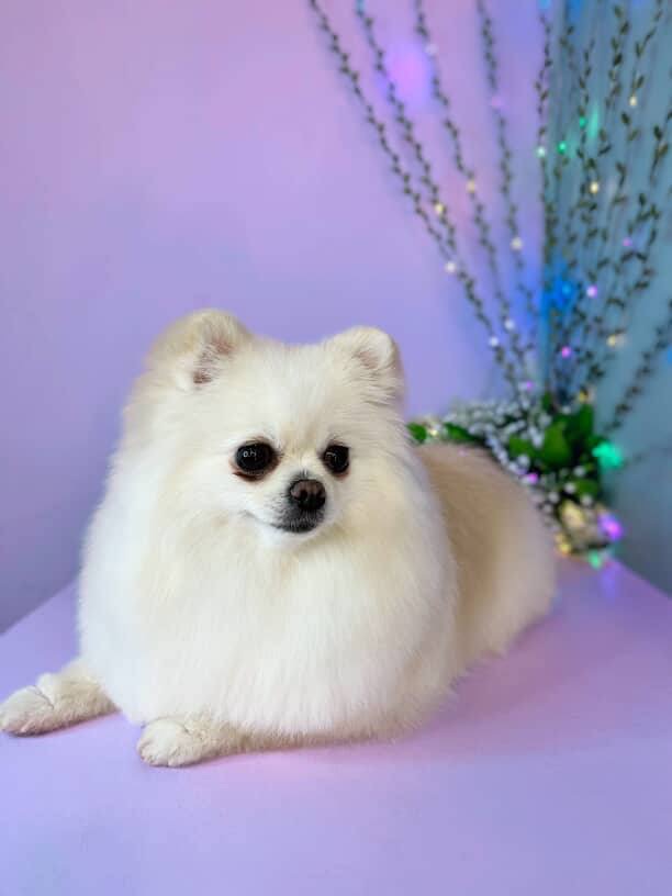 Отдаю собачку в хорошие руки