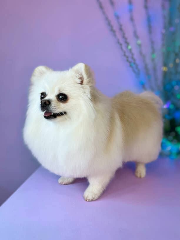 Отдаю собачку в хорошие руки