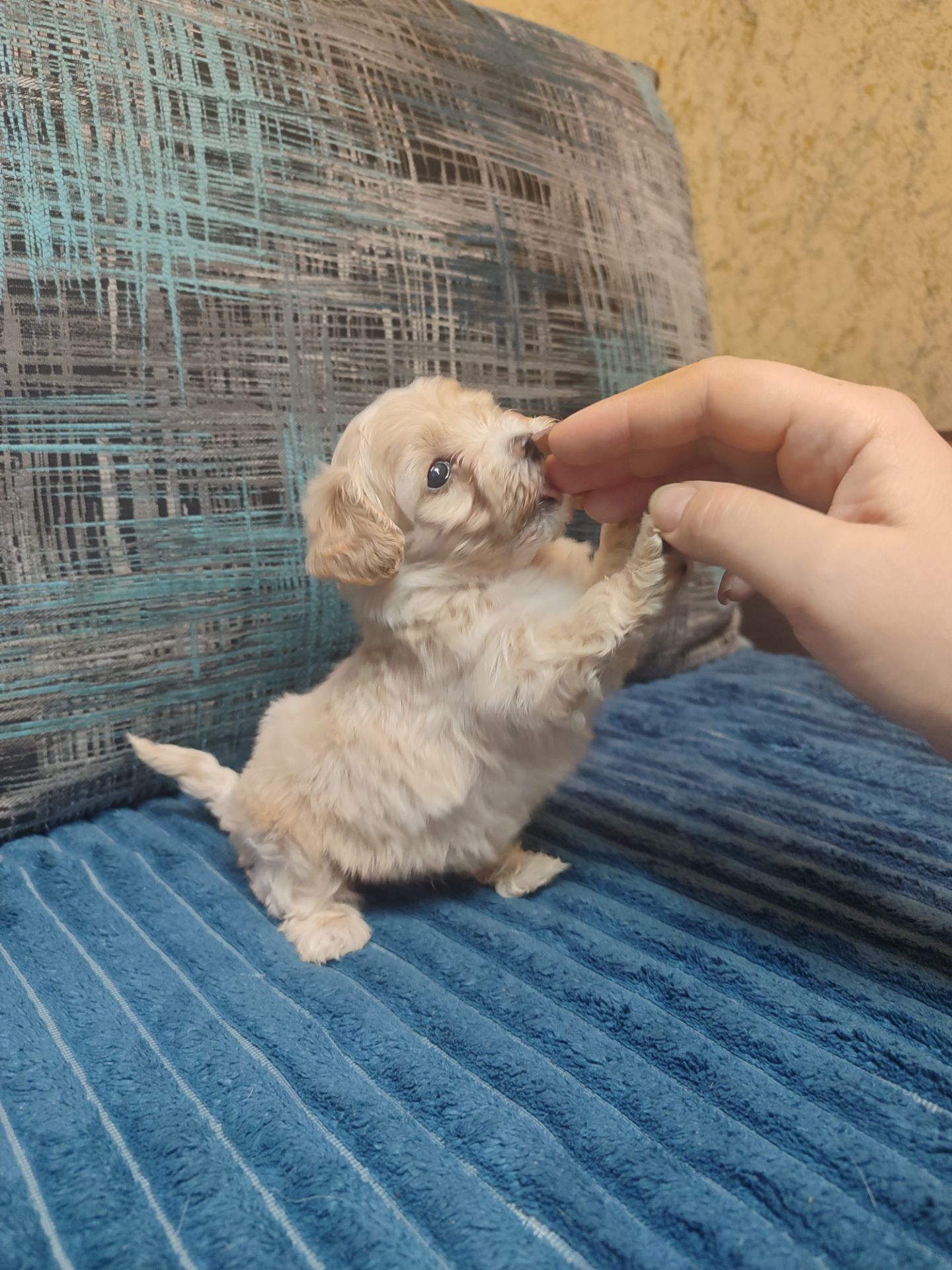 Цуценята Мальтипу F1